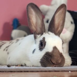 Meet your Posher, Katie